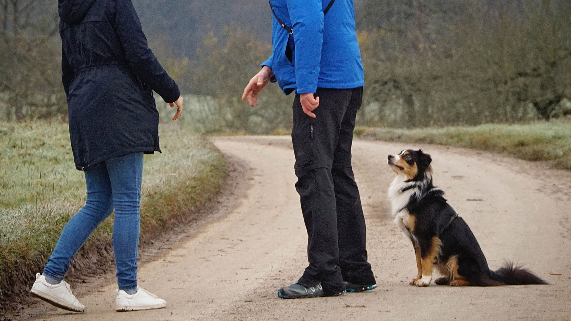 hundefuehrerschein